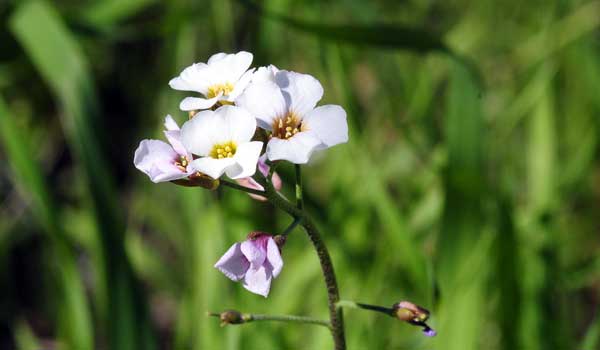 Lesquerella purpurea, Purple Bladderpod, Southwest Desert Flora
